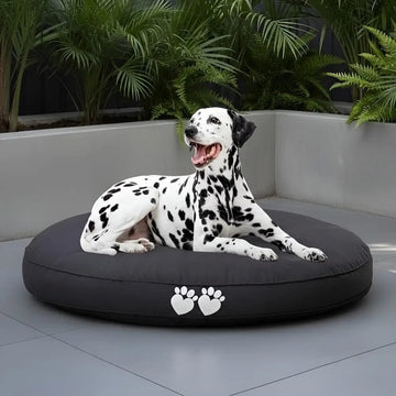 Dalmatian dog lying on a black round dog bed with paw prints in an outdoor setting.
