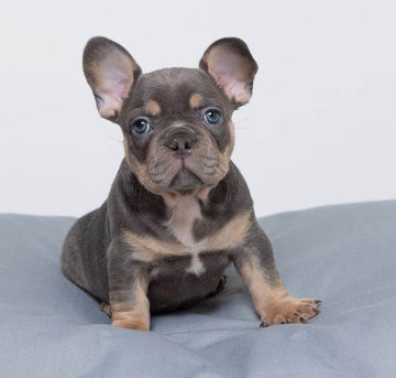 Raffa Large Rectangle Dog Bed Bean Bags R Us